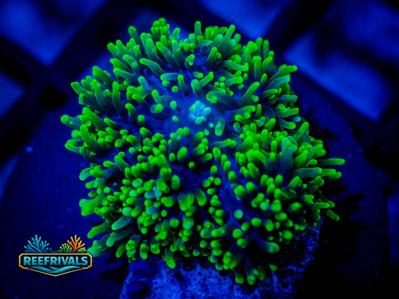 RVL Blue Hairy Mushroom WYSIWYG coral image | ReefRivals RVL Blue Hairy Mushroom coral image from ReefRivals, listed as Rhodactis sp. and LPS Branching