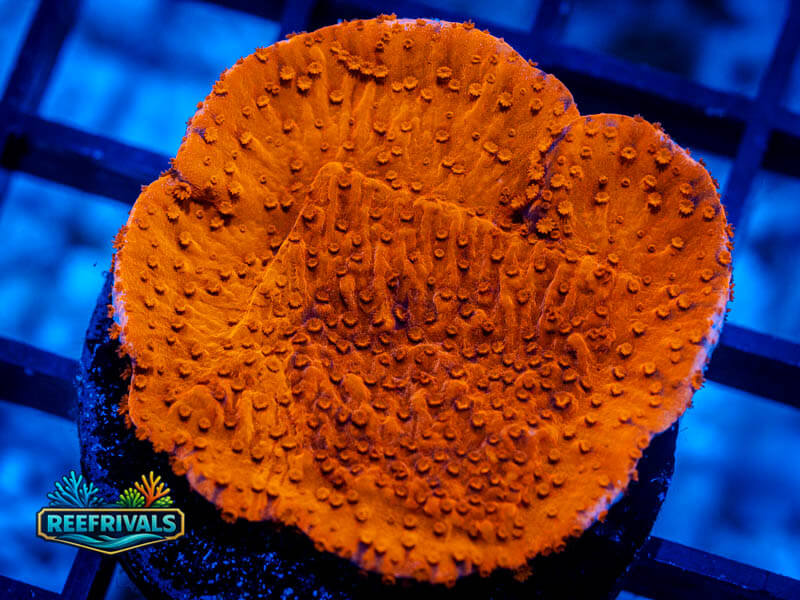 RVL Red Candy Cap Monti WYSIWYG coral image | ReefRivals RVL Red Candy Cap Monti coral image from ReefRivals, listed as Montipora sp. and Montis