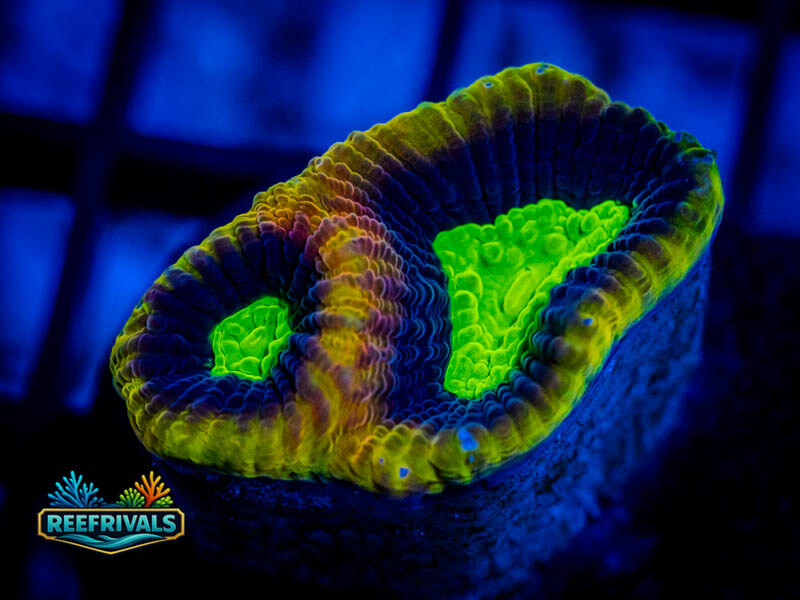 ECC Dragon Soul Prism Favia WYSIWYG coral image | ReefRivals ECC Dragon Soul Prism Favia coral image from ReefRivals, listed as Favia / Favites spp. and Favias