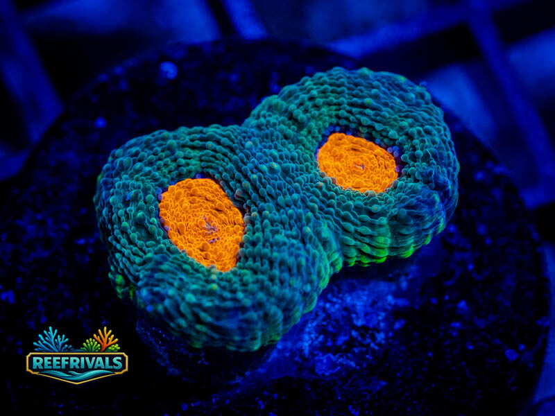 WWC Mango Tango Acan Enchinata WYSIWYG coral image | ReefRivals WWC Mango Tango Acan Enchinata coral image from ReefRivals, listed as Micromussa spp. and Acans