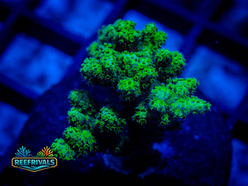 WWC Kaiju Hairy Leather WYSIWYG coral image | ReefRivals WWC Kaiju Hairy Leather coral image from ReefRivals, listed as Cladiella sp. and SPS Branching