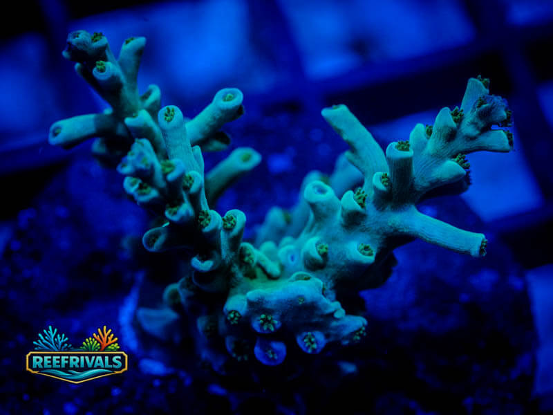 RVL Emerald Prism Acropora WYSIWYG coral image | ReefRivals RVL Emerald Prism Acropora coral image from ReefRivals, listed as Acropora spp. and Acros