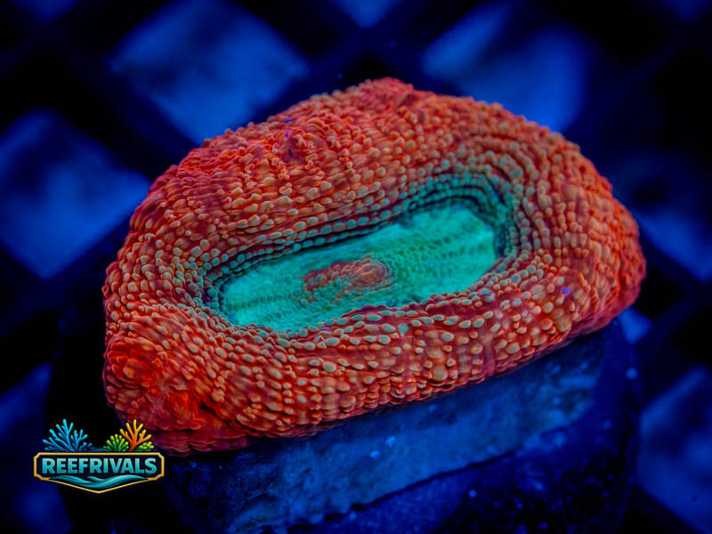 RVL Silkweave Bowerbanki WYSIWYG coral image | ReefRivals RVL Silkweave Bowerbanki coral image from ReefRivals, listed as Micromussa sp. and Acans