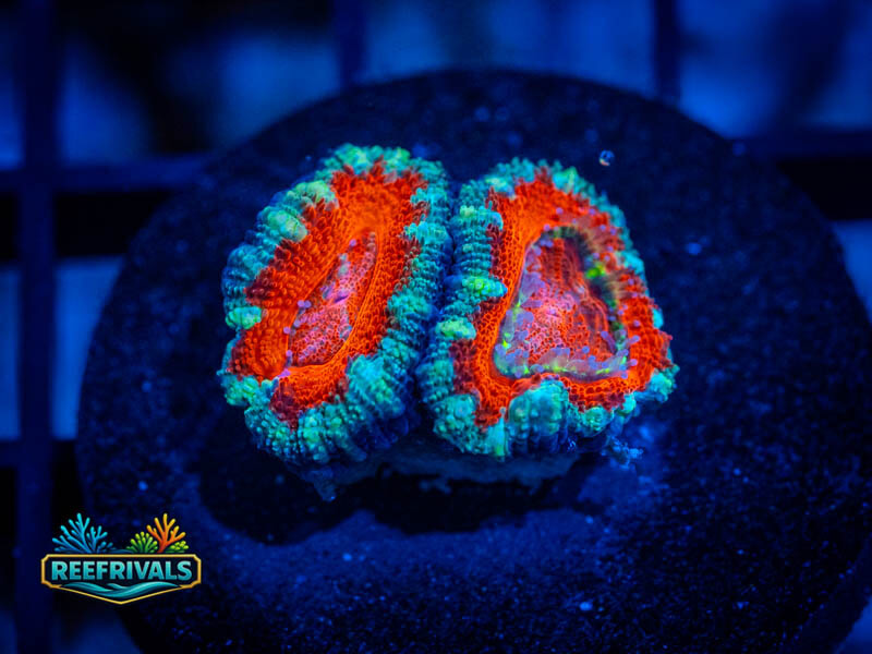 RVL Rising Sun Acan Lord WYSIWYG coral image | ReefRivals RVL Rising Sun Acan Lord coral image from ReefRivals, listed as Micromussa spp. and Acans