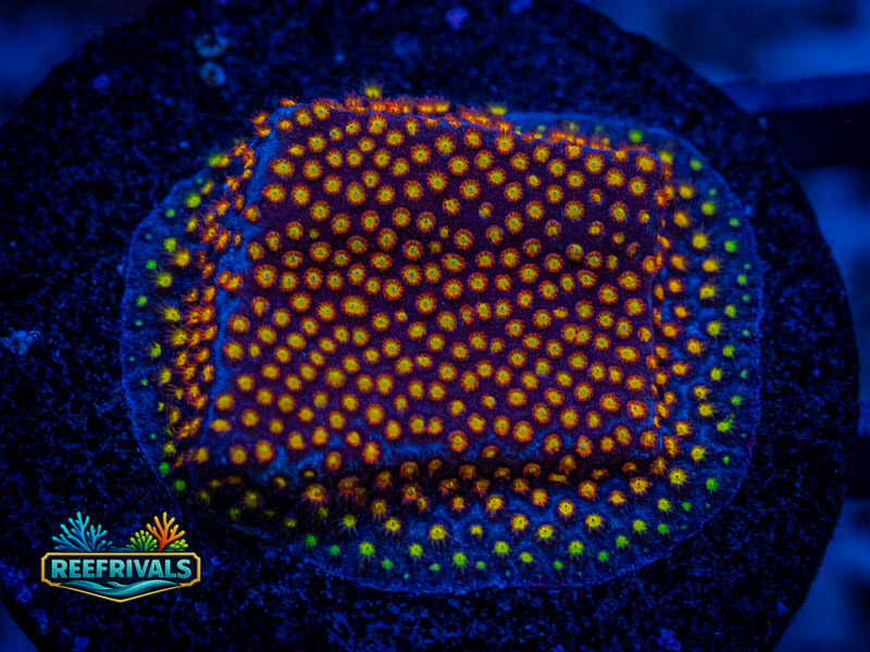 ECC Twisted Metal Stylo WYSIWYG coral image | ReefRivals ECC Twisted Metal Stylo coral image from ReefRivals, listed as Stylocoeniella spp. and LPS Fleshy