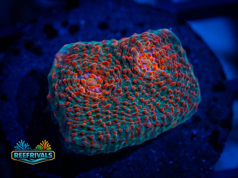 TG Cherry Garcia Chalice WYSIWYG coral image | ReefRivals TG Cherry Garcia Chalice coral image from ReefRivals, listed as Echinophyllia spp. and Chalices