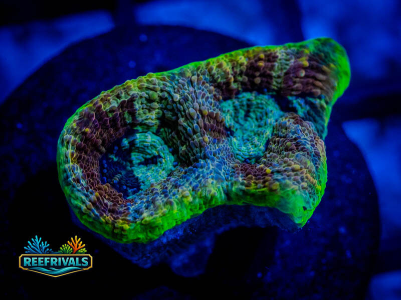 RVL Demon Limb Favia WYSIWYG coral image | ReefRivals RVL Demon Limb Favia coral image from ReefRivals, listed as Favia sp. and Favias