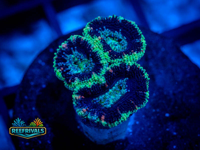 TG UFO Acan Lord WYSIWYG coral image | ReefRivals TG UFO Acan Lord coral image from ReefRivals, listed as Micromussa spp. and Acans