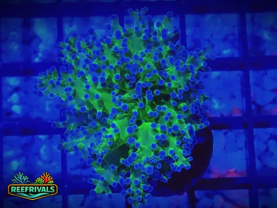 RVL Holy Grail Frogspawn WYSIWYG coral image | ReefRivals RVL Holy Grail Frogspawn coral image from ReefRivals, listed as Fimbriaphyllia divisa and Frogspawn