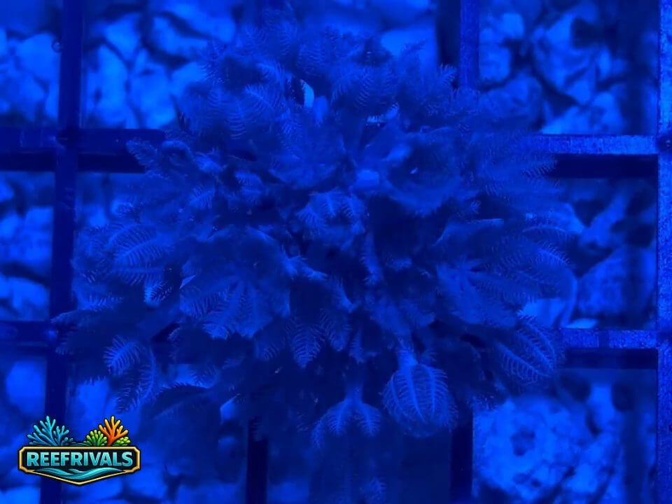 RVL Blue Pulsing Xenia WYSIWYG coral image | ReefRivals RVL Blue Pulsing Xenia coral image from ReefRivals, listed as Xenia sp. and Soft Coral