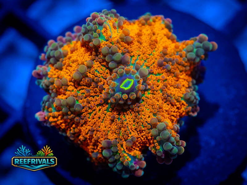 RVL Burning Sunrise Yuma coral image from ReefRivals, listed as Ricordea yuma and Mushrooms