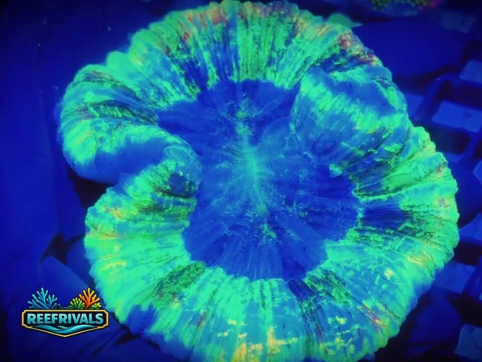 RVL Indo Trachy (Large) WYSIWYG coral image | ReefRivals RVL Indo Trachy (Large) coral image from ReefRivals, listed as Trachyphyllia sp. and LPS Fleshy