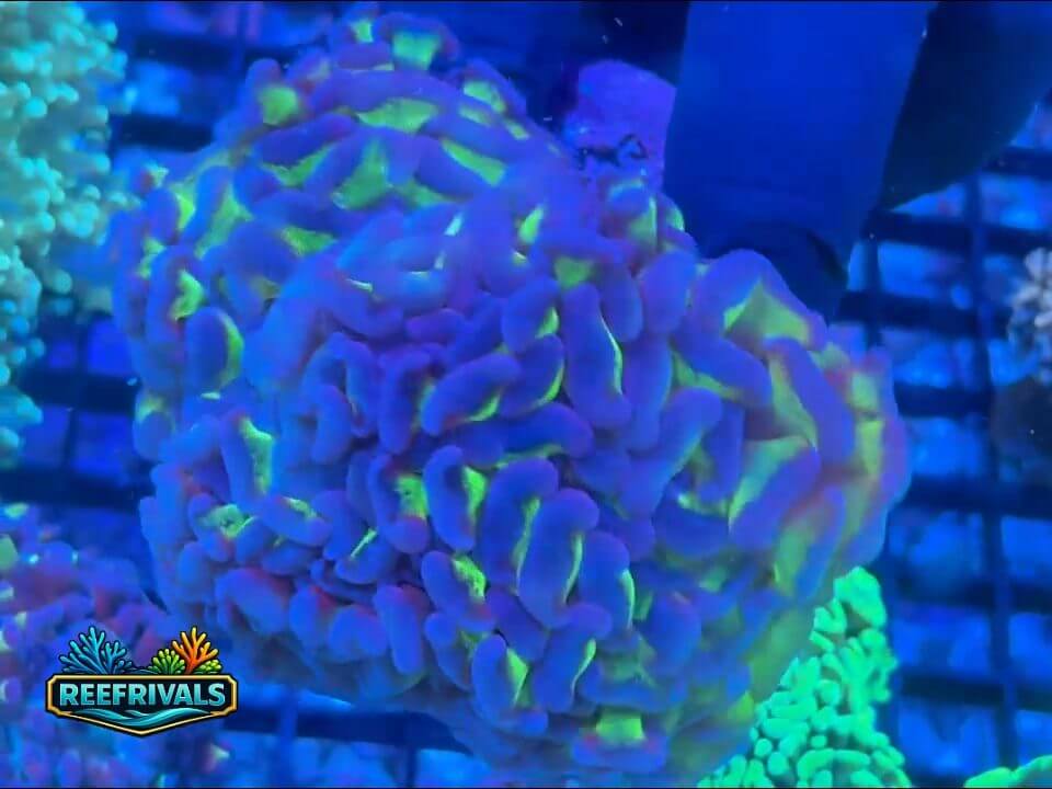RVL Blue Tipped Hammer Colony WYSIWYG coral image | ReefRivals RVL Blue Tipped Hammer Colony coral image from ReefRivals, listed as Fimbriaphyllia ancora and Hammers