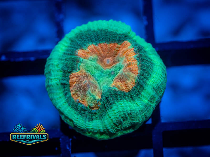 TG Fighting Irish Favia WYSIWYG coral image | ReefRivals TG Fighting Irish Favia coral image from ReefRivals, listed as Micromussa sp. and Soft Coral