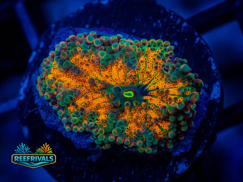 RVL Rainbow Sunrise Yuma coral image from ReefRivals, listed as Ricordea yuma and Mushrooms
