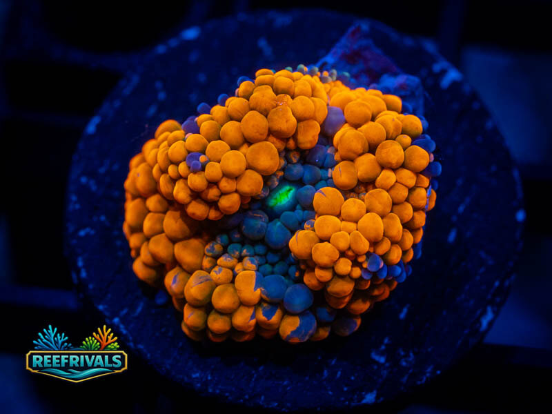 RVL Orange Splatter Ricordea coral image from ReefRivals, listed as Ricordea florida and Mushrooms