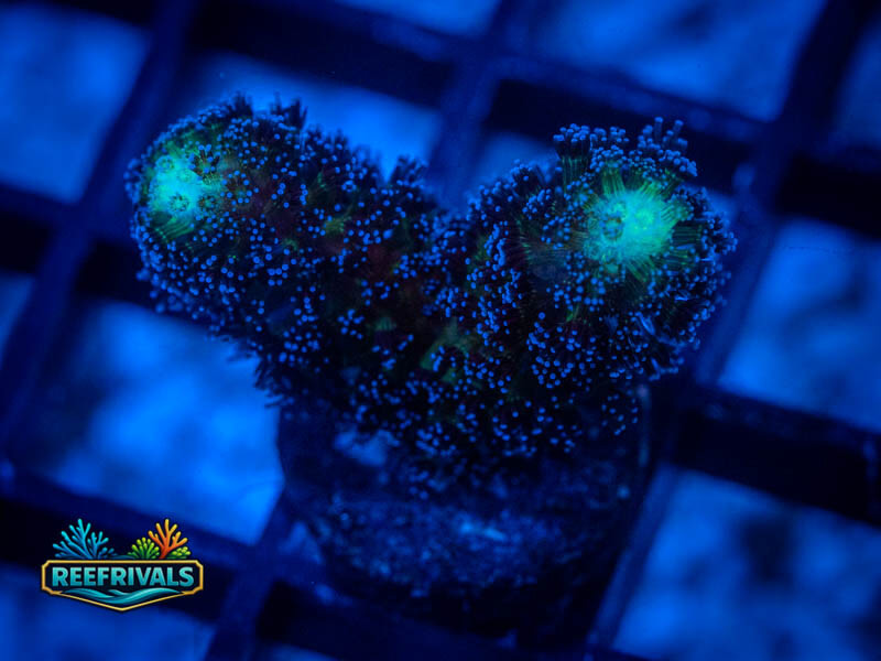 RVL Switchblade Pocillopora WYSIWYG coral image | ReefRivals RVL Switchblade Pocillopora coral image from ReefRivals, listed as Pocillopora sp. and SPS Branching