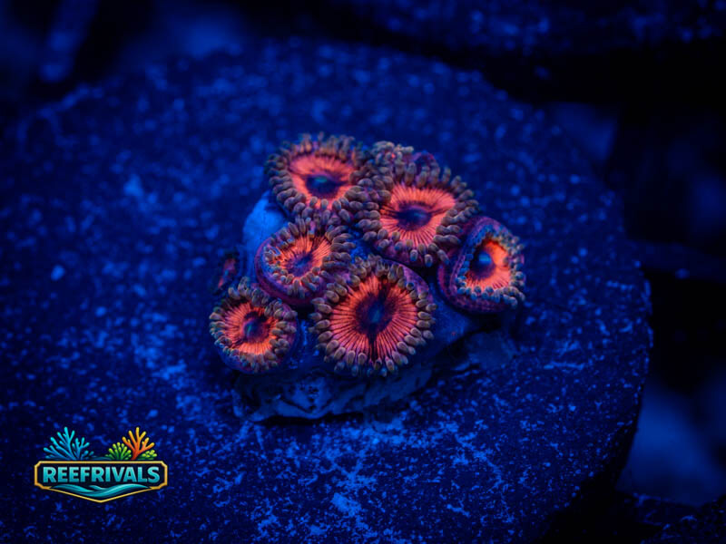TSA Armor of God Zoa WYSIWYG coral image | ReefRivals TSA Armor of God Zoa coral image from ReefRivals, listed as Zoanthus sp. and Zoas