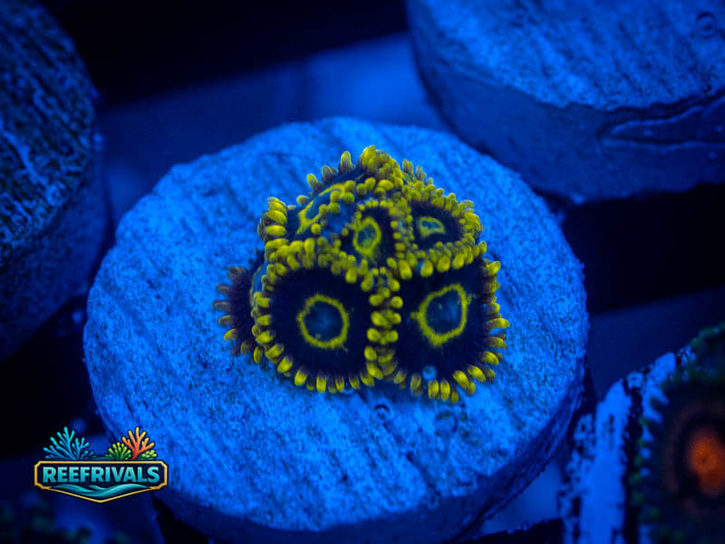 WWC Purple Hornet Zoa WYSIWYG coral image | ReefRivals WWC Purple Hornet Zoa coral image from ReefRivals, listed as Zoanthus sp. and Zoas