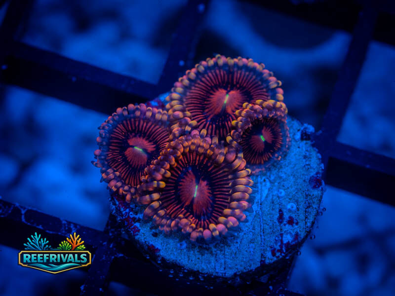 RVL Aphrodite Zoa WYSIWYG coral image | ReefRivals RVL Aphrodite Zoa coral image from ReefRivals, listed as Zoanthus sp. and Zoas
