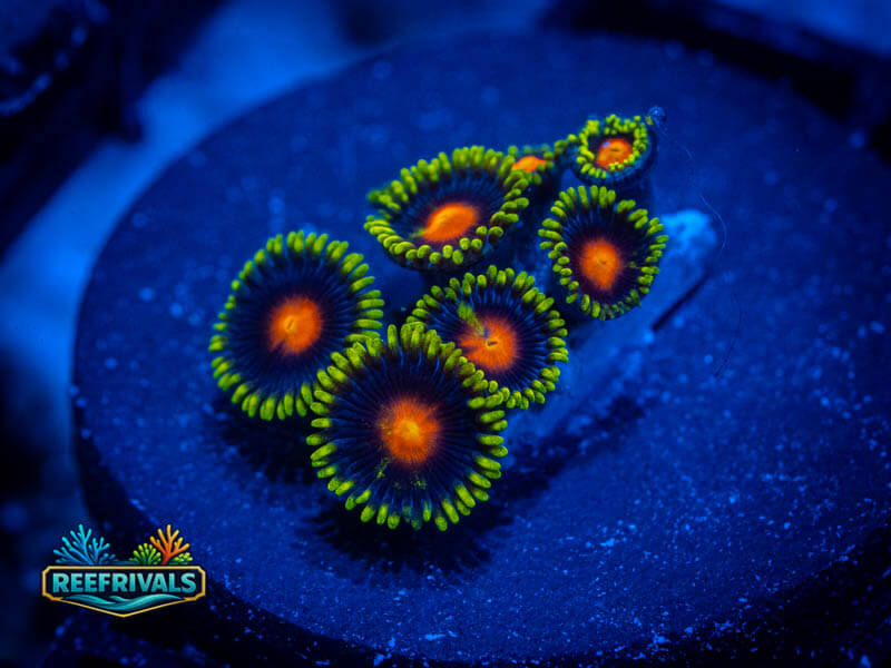 GB Full Moon Zoa coral image from ReefRivals, listed as Zoanthus sp. and Zoas