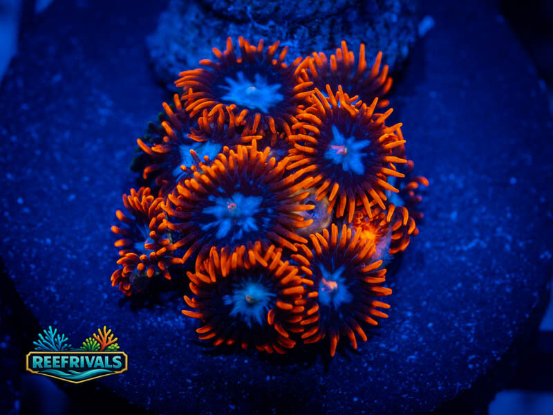 WWC Fire and Ice Zoa WYSIWYG coral image | ReefRivals WWC Fire and Ice Zoa coral image from ReefRivals, listed as Zoanthus sp. and Zoas