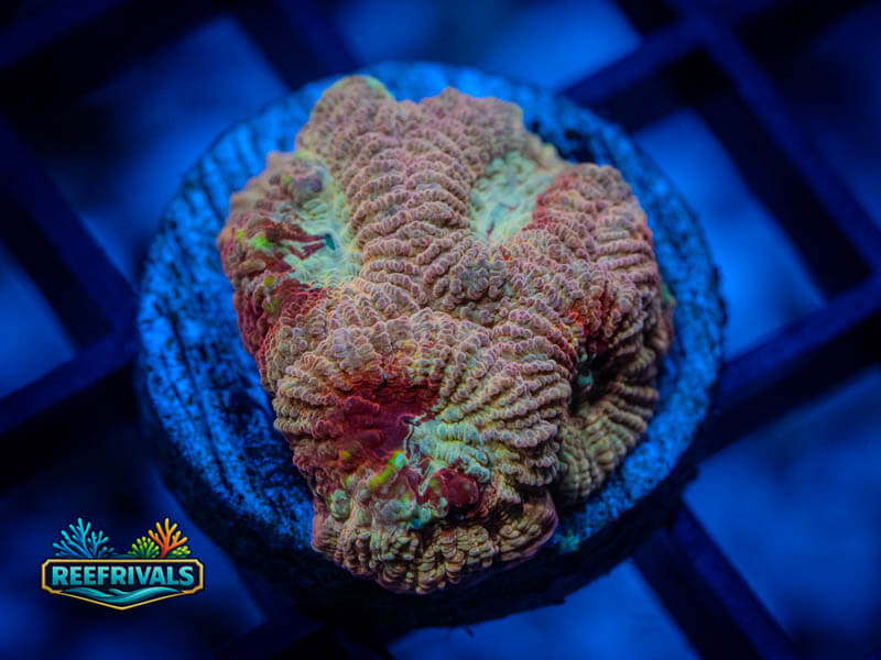 RVL Bloodsport Favia coral image from ReefRivals, listed as Favia sp. and Favias