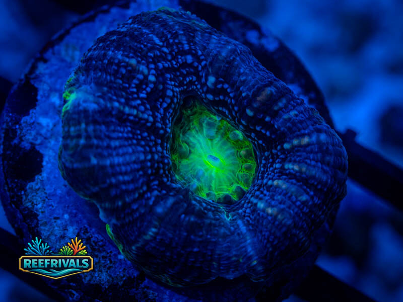 RVL Drum Circle Scoly WYSIWYG coral image | ReefRivals RVL Drum Circle Scoly coral image from ReefRivals, listed as Homophyllia sp. and LPS Fleshy