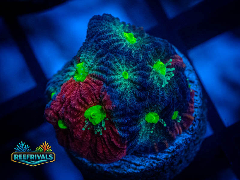 ARC God of War Coral WYSIWYG image | ReefRivals ARC God of War Coral coral image from ReefRivals, listed as Favia sp. and Favias