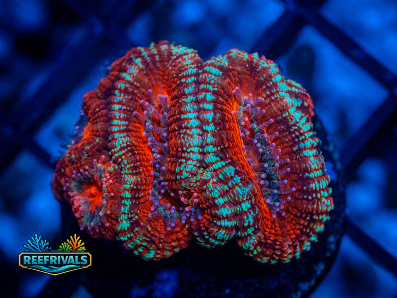 RVL Blister Pack Acan Lord WYSIWYG coral image | ReefRivals RVL Blister Pack Acan Lord coral image from ReefRivals, listed as Micromussa sp. and Acans