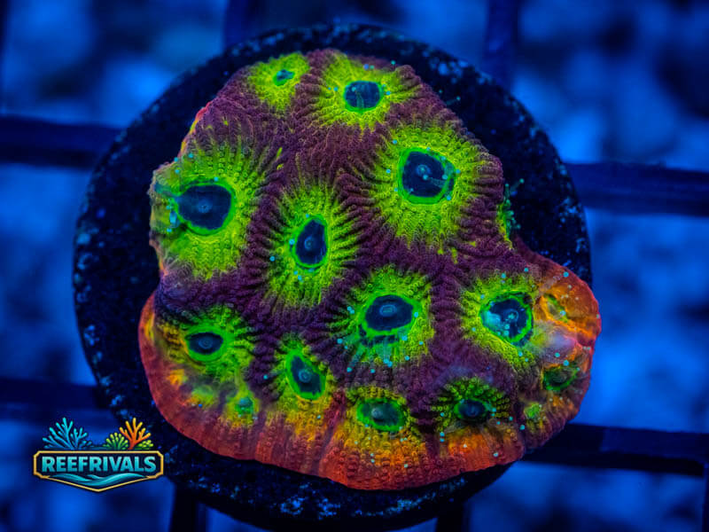 JF Spicy Lemon Favites coral image from ReefRivals, listed as Favites sp. and Favias