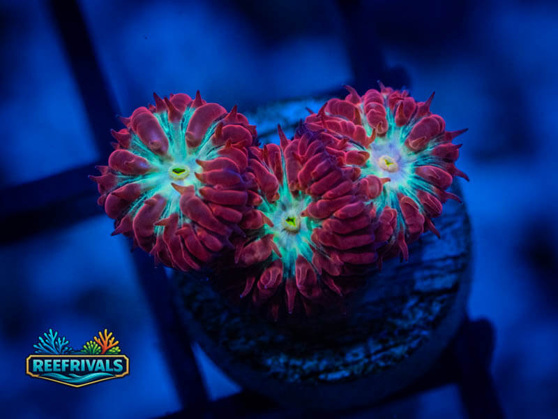 UC Blue Sky Blasto Merletti coral image from ReefRivals, listed as Blastomussa sp. and LPS Fleshy