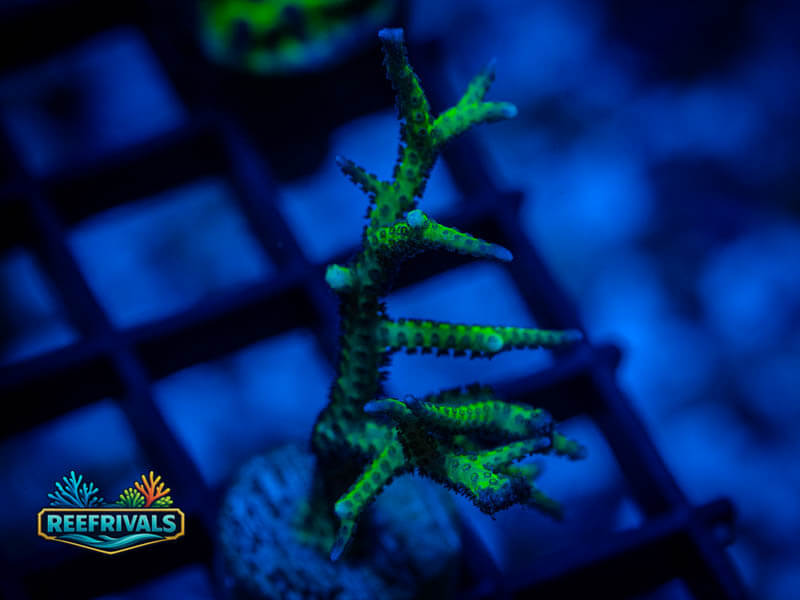 WWC Purple Polyp Birdsnest WYSIWYG coral image | ReefRivals WWC Purple Polyp Birdsnest coral image from ReefRivals, listed as Seriatopora sp. and SPS Branching
