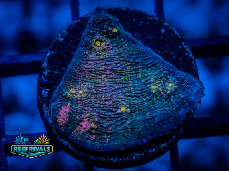 WWC Chernobyl Chalice coral image from ReefRivals, listed as Echinophyllia sp. and Chalices