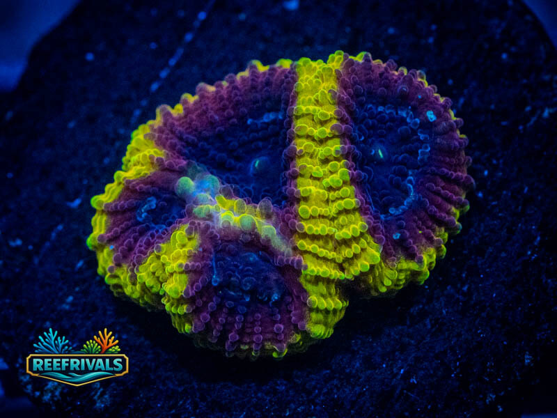 ECC Wolverine Favia WYSIWYG coral image | ReefRivals ECC Wolverine Favia coral image from ReefRivals, listed as Favia sp. and Favias