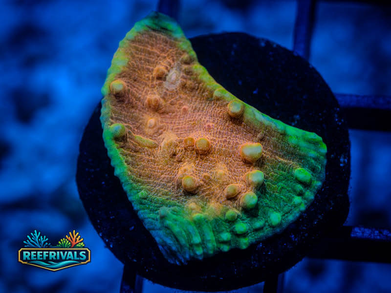 RVL Tropicana Chalice coral image from ReefRivals, listed as Echinophyllia sp. and Chalices