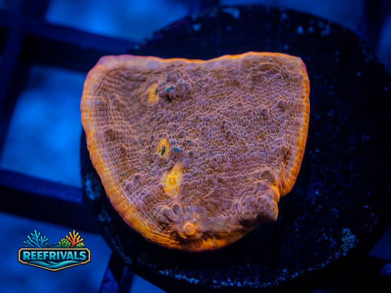 WWC Peach Cobbler Chalice WYSIWYG coral image | ReefRivals WWC Peach Cobbler Chalice coral image from ReefRivals, listed as Echinophyllia sp. and Chalices