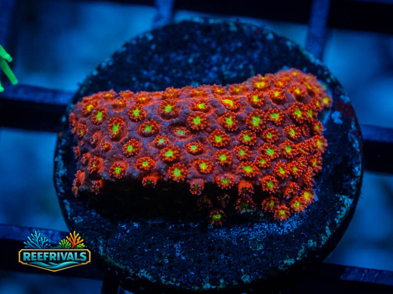 JF Orange Cosmos Cyphastrea coral image from ReefRivals, listed as Cyphastrea sp. and Encrusting