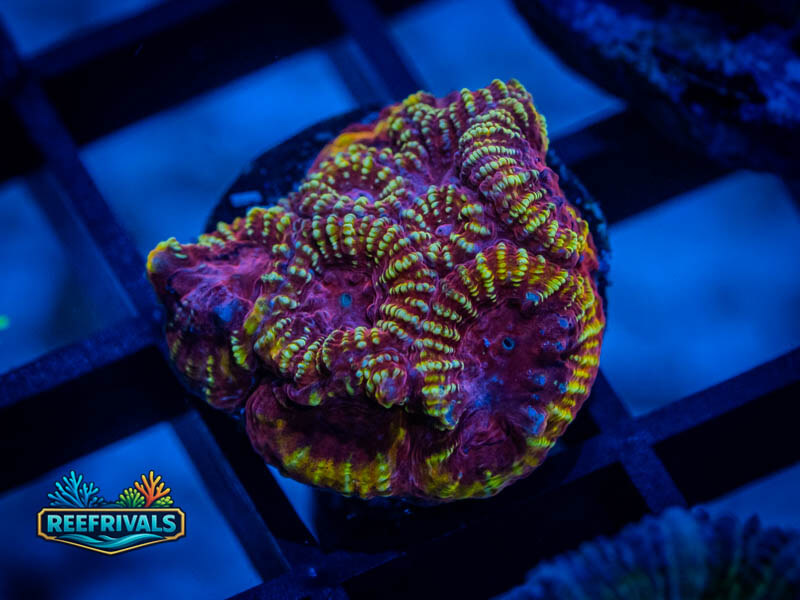RVL Space Monkey Favia WYSIWYG coral image | ReefRivals RVL Space Monkey Favia coral image from ReefRivals, listed as Favia sp. and Favias