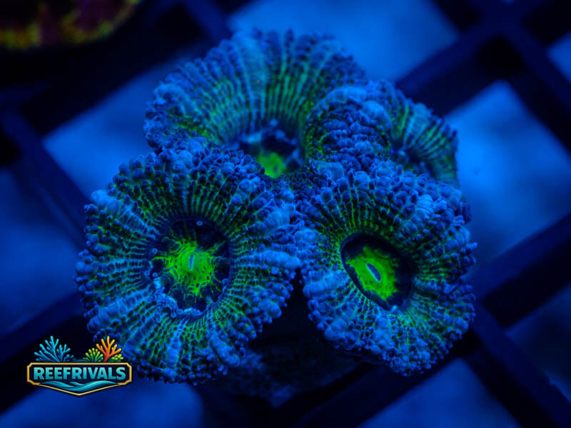 RVL Snowglobe Acan Lord WYSIWYG coral image | ReefRivals RVL Snowglobe Acan Lord coral image from ReefRivals, listed as Micromussa sp. and Acans