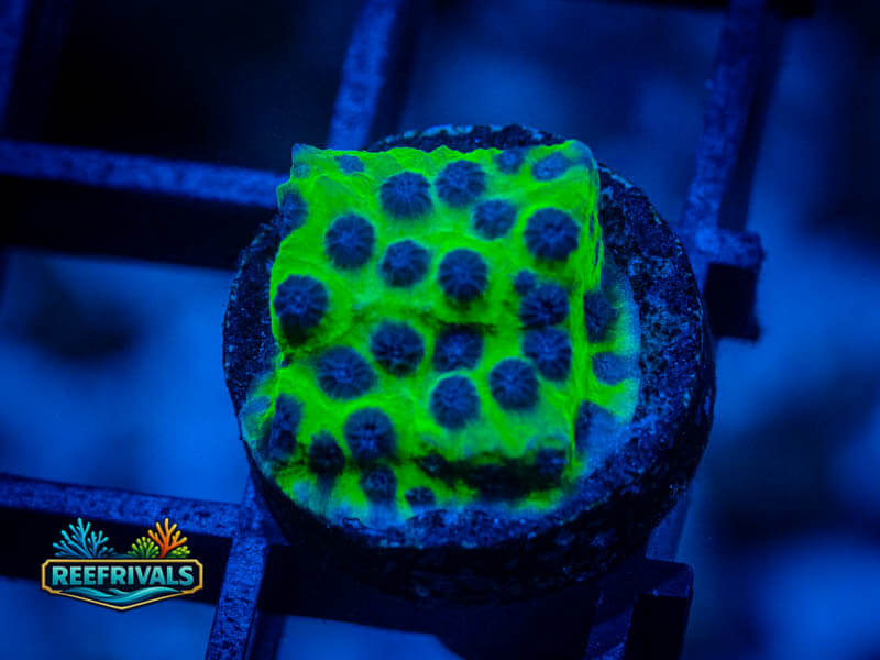 RVL Alien Pox Cyphastrea coral image from ReefRivals, listed as Cyphastrea sp. and Encrusting
