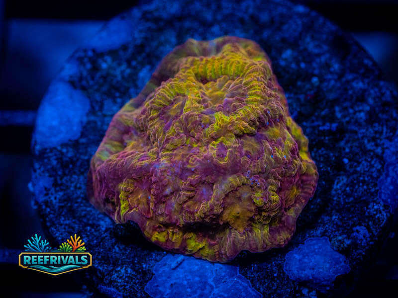 RVL Blood Diamond Favia coral image from ReefRivals, listed as Favia sp. and Favias