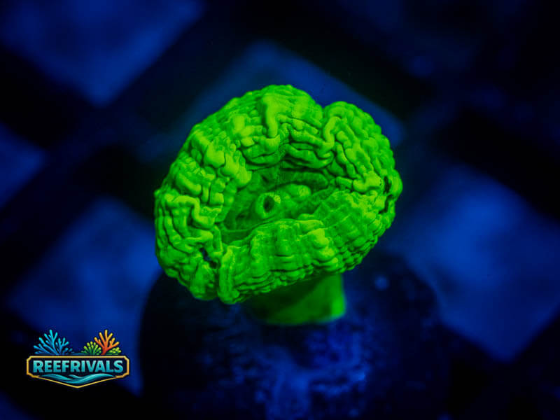 RVL Kryptonite Candy Cane coral image from ReefRivals, listed as Caulastrea sp. and LPS Branching