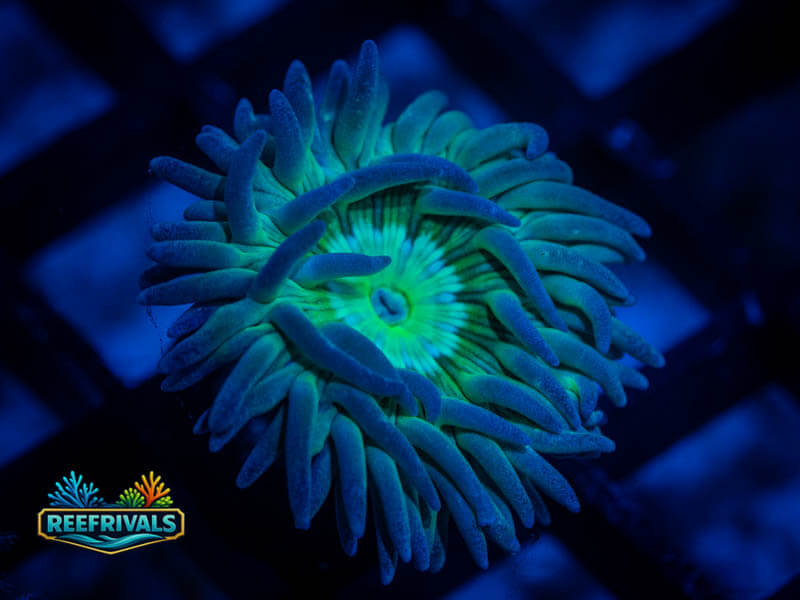 RVL Just Another Duncan WYSIWYG coral image | ReefRivals RVL Just Another Duncan coral image from ReefRivals, listed as Duncanopsammia axifuga and Duncans