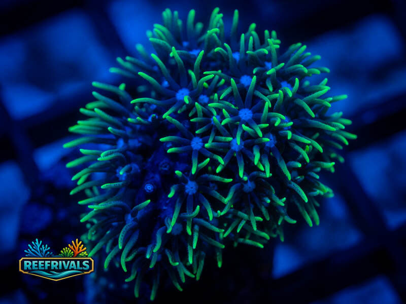 RVL Blue Core GSP WYSIWYG coral image | ReefRivals RVL Blue Core GSP coral image from ReefRivals, listed as Briareum sp. and Soft Coral
