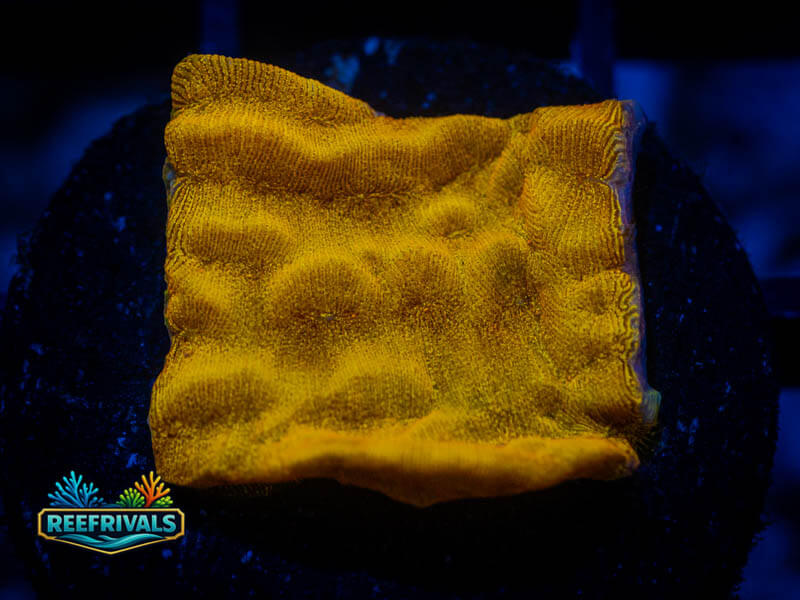 24K Gold Leptoseris coral image from ReefRivals, listed as Leptoseris sp. and Encrusting