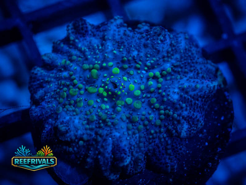 RVL Green Nerds Disco coral image from ReefRivals, listed as Discosoma sp. and Mushrooms