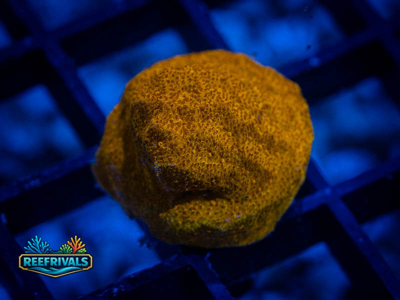 RVL Tupelo Honey Psammo coral image from ReefRivals, listed as Psammocora sp. and Soft Coral