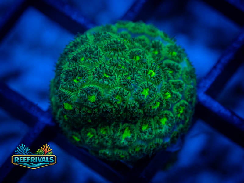 ARC Neon Plesiastrea WYSIWYG coral image | ReefRivals ARC Neon Plesiastrea coral image from ReefRivals, listed as Plesiastrea sp. and Soft Coral