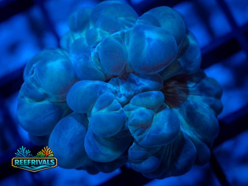 RVL Fox Coral WYSIWYG image | ReefRivals RVL Fox Coral coral image from ReefRivals, listed as Nemenzophyllia turbida and LPS Fleshy